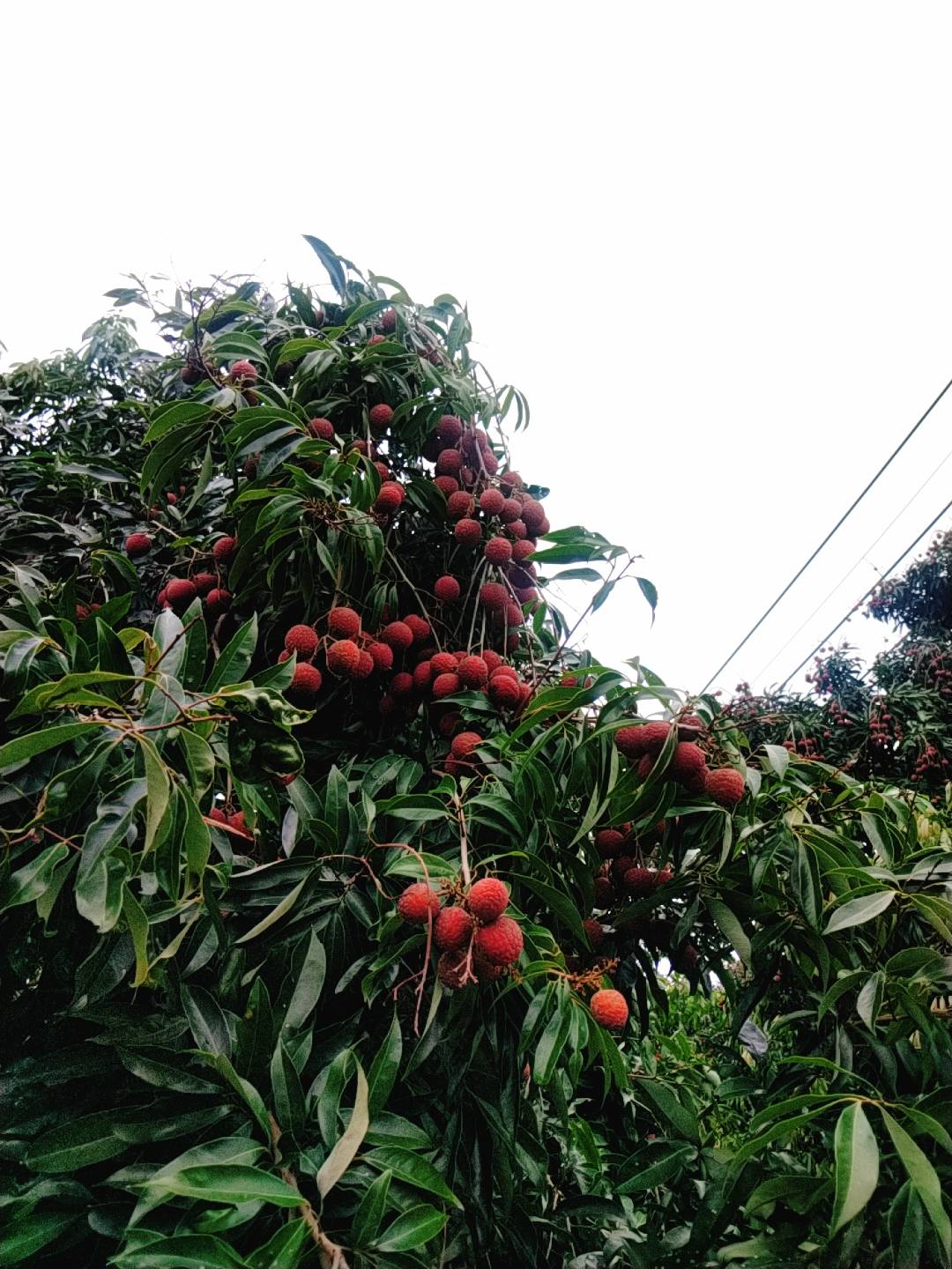 台湾産 ライチ