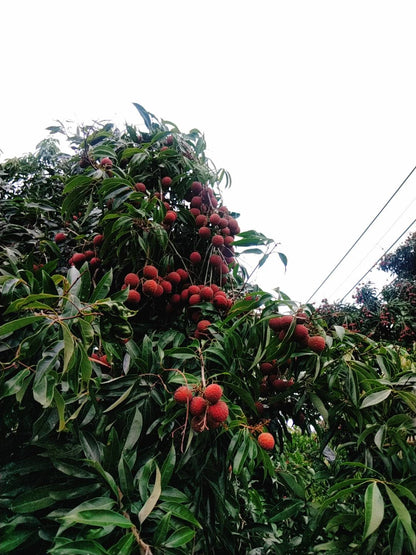 台湾産 ライチ